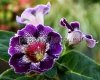 Gloxinia PF-INDIGO 